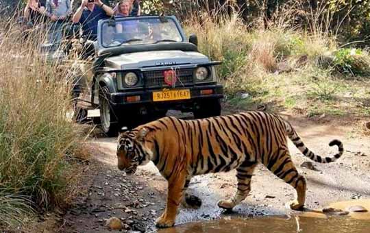 ranthambore national park