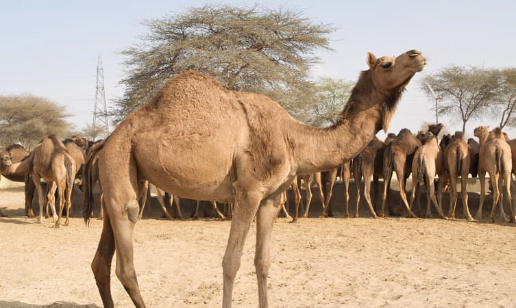 National Research Centre on Camel