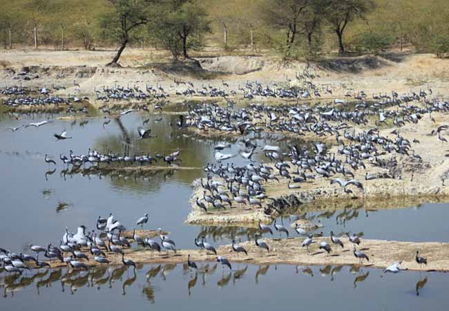 Guda Bishnoi Lake